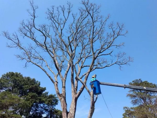 Como Podar árvores em Curitiba?