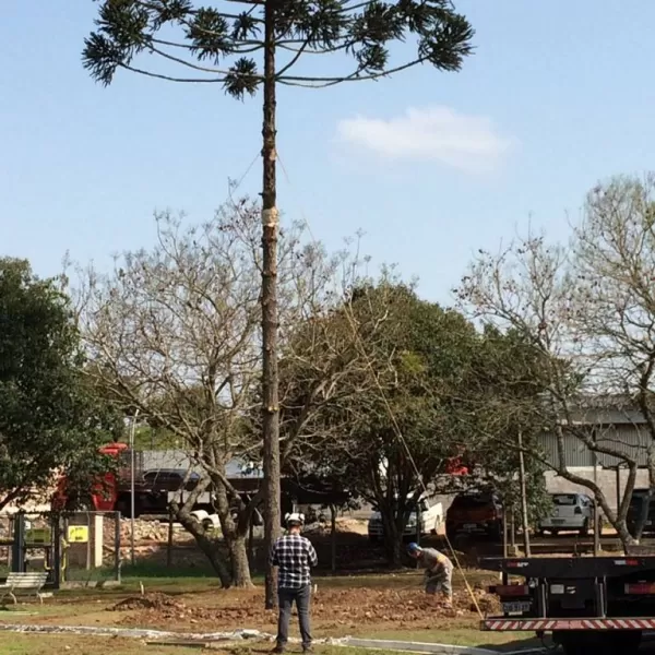 Transplante de Arvores 