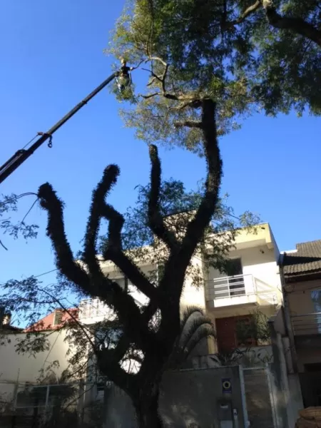 Corte de árvore em terreno particular