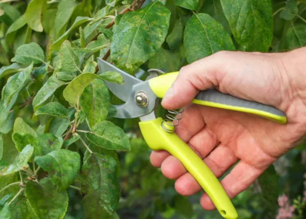 Poda de árvores frutíferas Curitiba