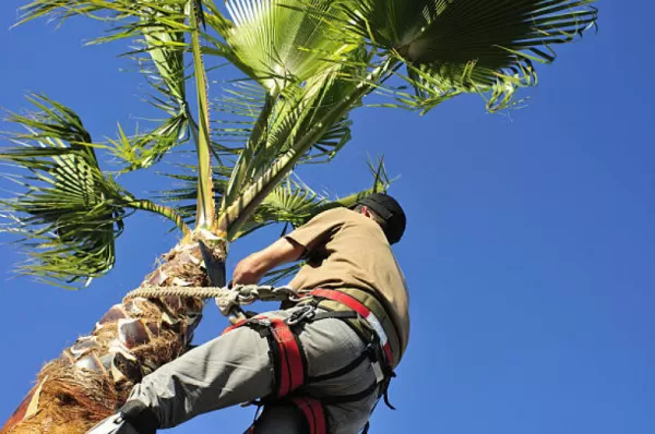 Empresa de poda de palmeiras em Curitiba