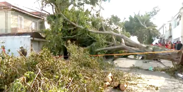 Corte de árvore seca Curitiba