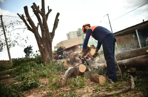 Limpeza de terreno com árvores Curitiba