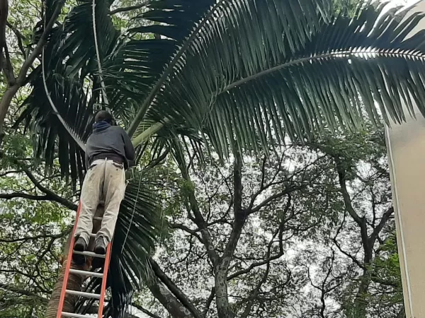 Corte de coqueiro Curitiba preço