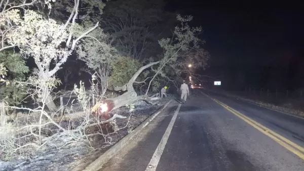 Poda de árvore com risco de queda Curitiba