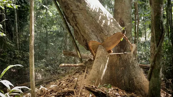 Remoção de toco de árvore em Curitiba