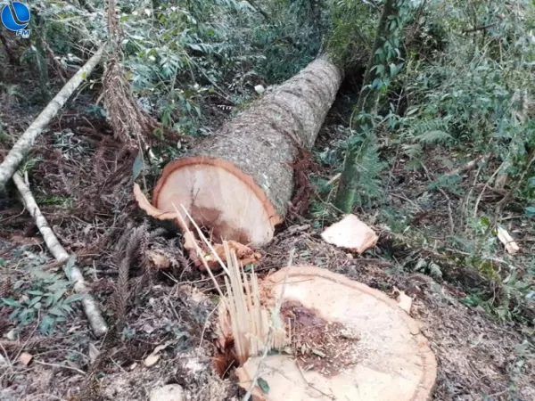 Corte de pinheiro Curitiba