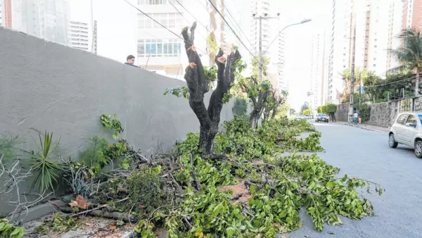 Empresa para poda de árvores em terrenos Curitiba