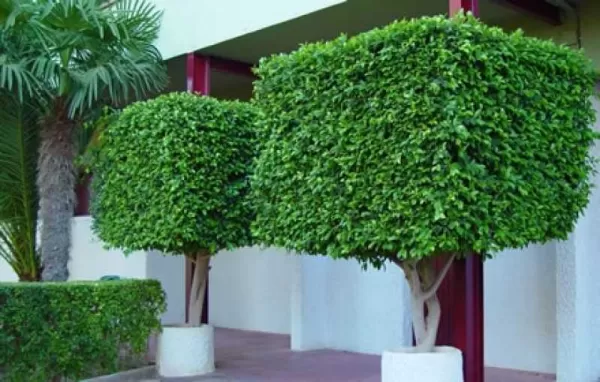 Poda de árvore ornamental Curitiba