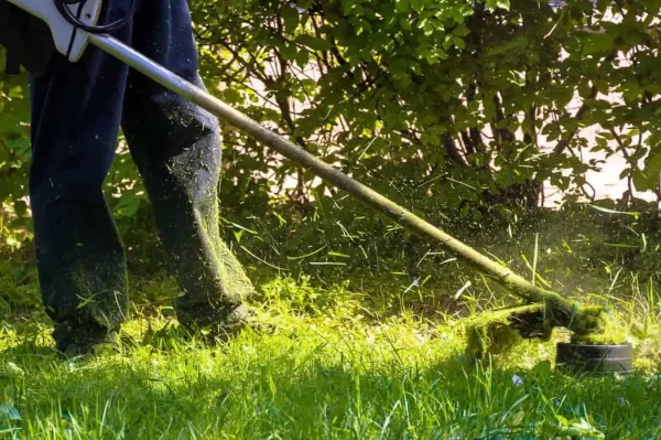 Limpeza de terrenos com árvores Curitiba