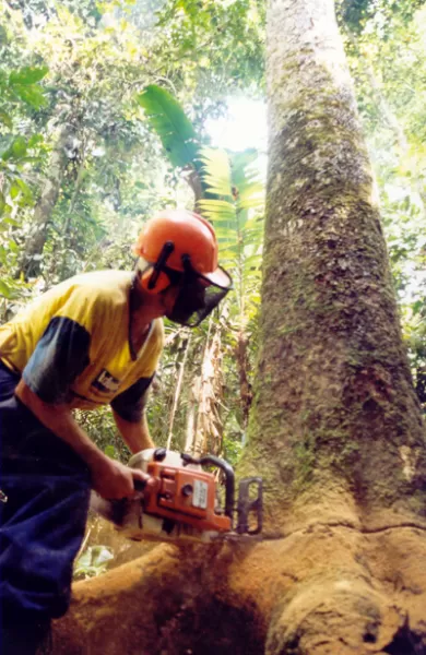 Corte de árvores Boqueirão Curitiba