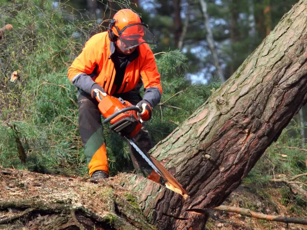 Remoção de árvore Cajuru Curitiba