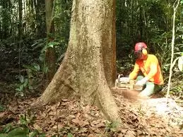 Poda de árvores no Portão Curitiba
