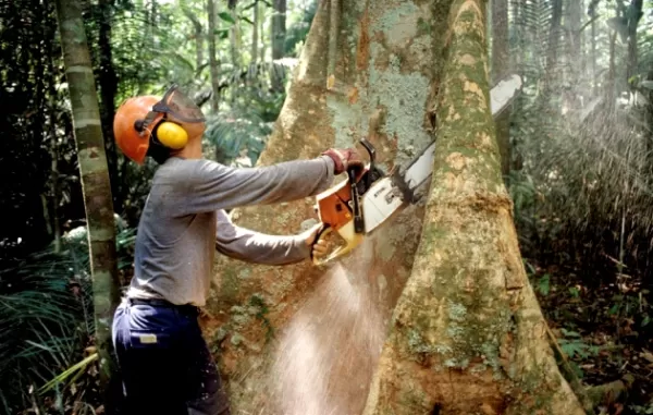 Corte de árvores Ahú Curitiba