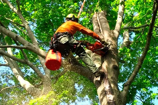 Corte de árvores Hauer Curitiba