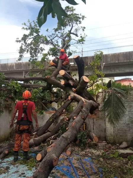 Empresa de poda de árvores Xaxim Curitiba