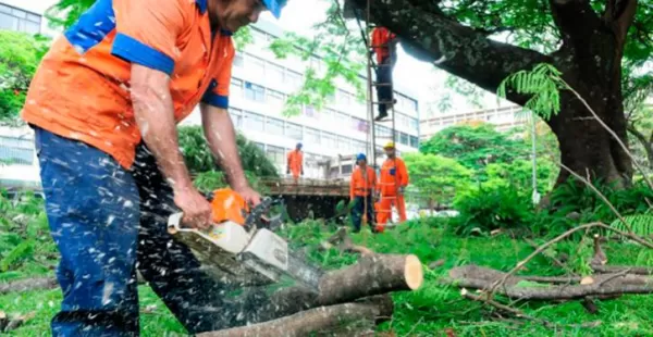 Corte e poda de árvores Pinheirinho Curitiba