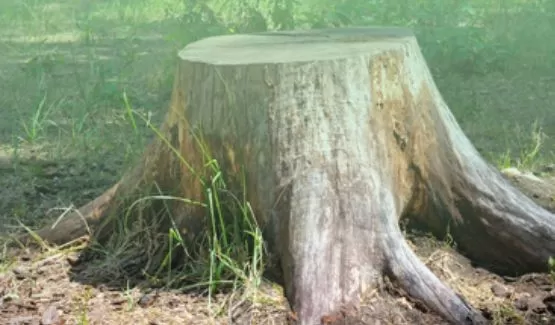 Poda de árvores Juvevê Curitiba