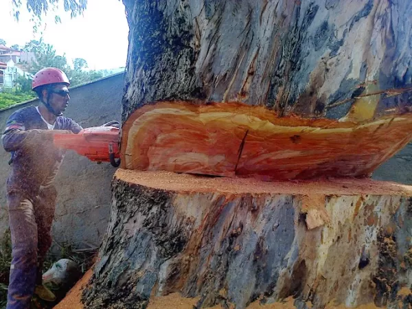 Remoção de árvore Sítio Cercado Curitiba