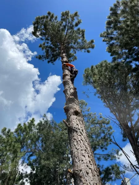 Corte de árvore Bairro Alto Curitiba