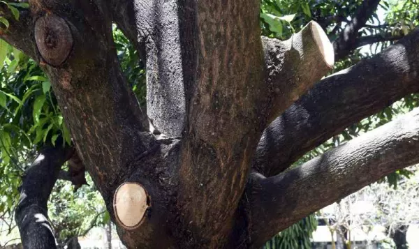 Contratar poda de árvore em Curitiba