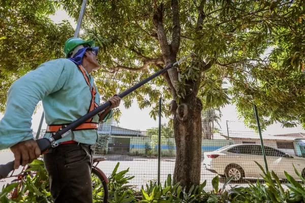 Poda de árvore Curitiba 24 horas