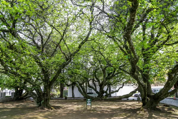 Melhores empresas de poda em Curitiba