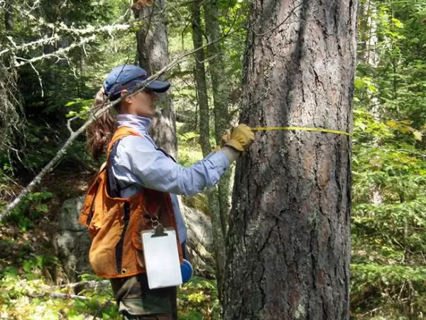 Corte de árvores Curitiba emergência