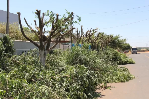 Serviço de poda de árvores seguro em Curitiba