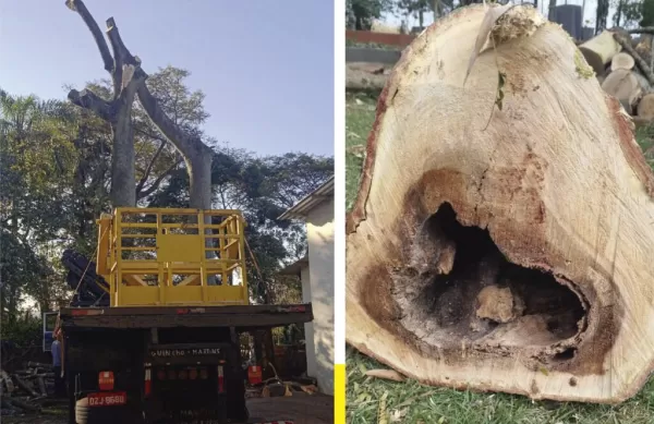 Autorização para corte de árvore prefeitura Curitiba